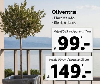 Oliventræ