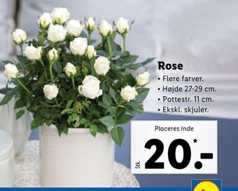 Lidl Rose tilbud