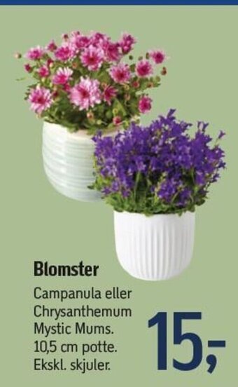 Føtex Blomster tilbud