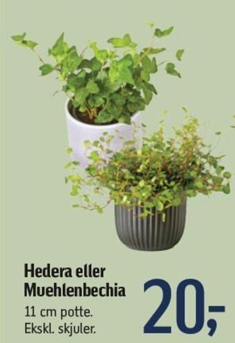 Føtex Hedera eller Muehlenbechia tilbud