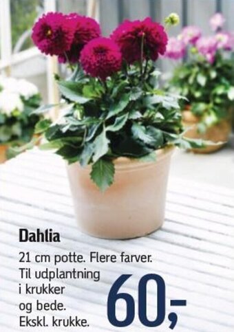 Føtex Dahlia tilbud