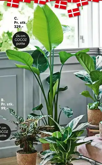 Bilka Strelitzia Nicolai i 24 cm COCOZ potte tilbud