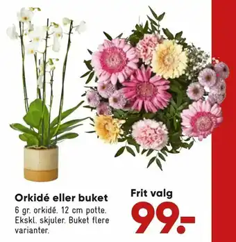 Bilka Orkidé eller buket tilbud