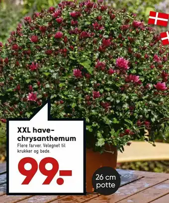 Bilka XXL havechrysan themum tilbud