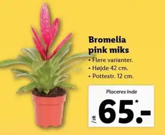 Lidl Bromelia Pink Miks tilbud