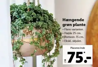 Lidl Hængende Grøn Plante tilbud