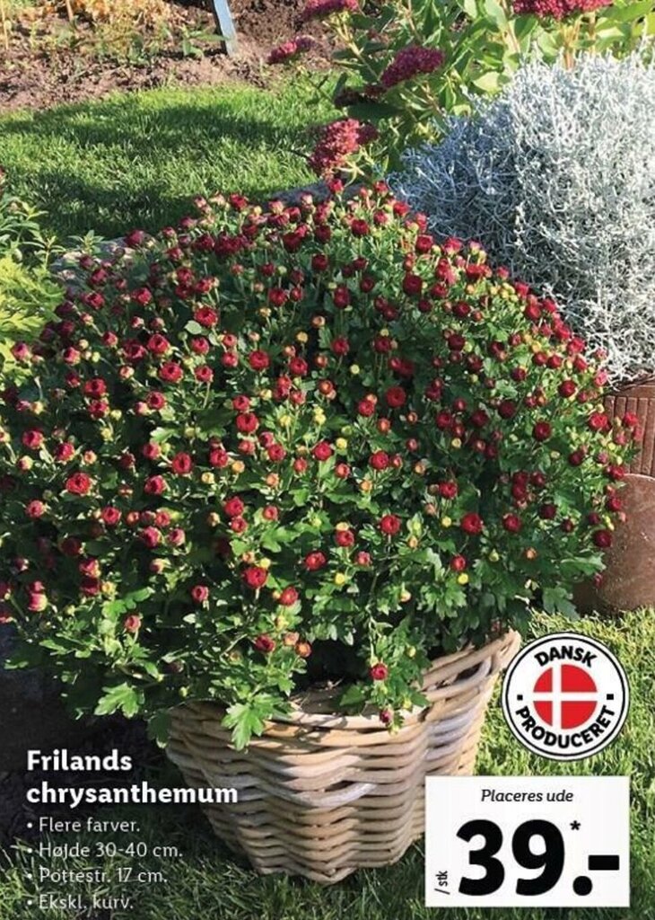 Frilands Chrysanthemum tilbud hos Lidl
