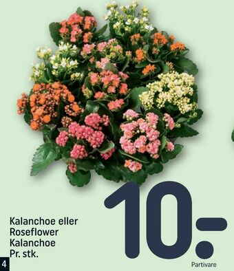 REMA 1000 Kalanchoe eller Roseflower Kalanchoe tilbud