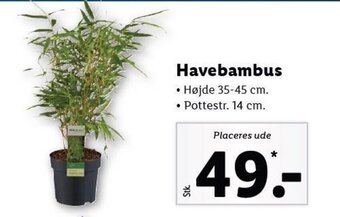 Lidl Havebambus tilbud