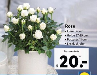 Lidl Rose tilbud