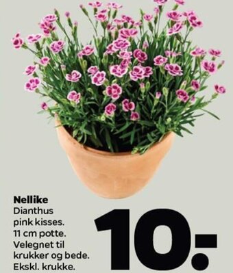 Netto Nellike tilbud