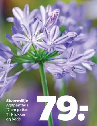 Netto Skærmlilje Agapanthus. 17 cm potte. tilbud