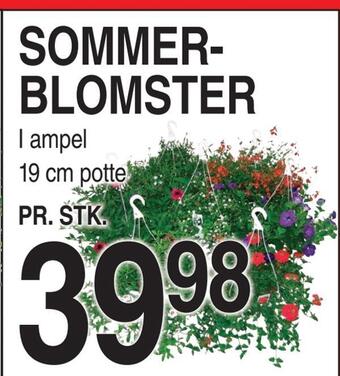 ABC Lavpris Sommerblomster tilbud