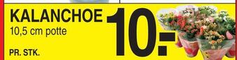 ABC Lavpris Kalanchoe tilbud