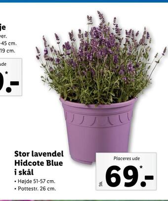 Lidl Stor lavendel hidcote blue i skål tilbud