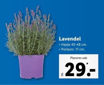 Lidl Lavendel tilbud