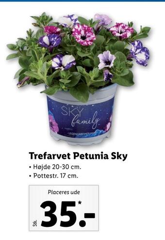 Lidl Trefarvet petunia sky tilbud