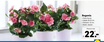 Lidl Begonia tilbud
