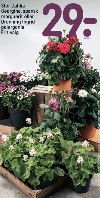 REMA 1000 Stor dahlia georgine, spansk marguerit eller dronning ingrid pelargonia tilbud