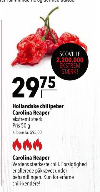 Citti Hollandske chilipeber carolina reaper tilbud