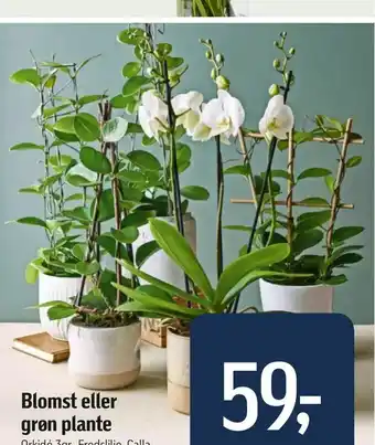 Blomst grøn plante eller