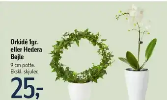 Føtex Orkidé 1gr. eller Hedera Bøjle tilbud