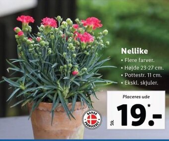 Lidl Nellike tilbud