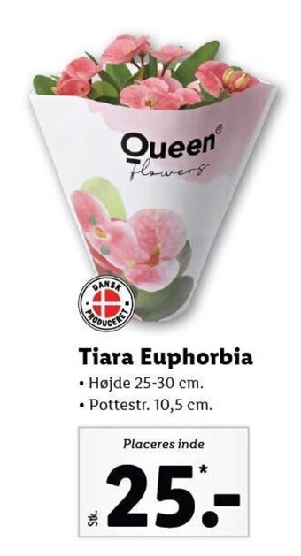 Lidl Tiara Euphorbia tilbud