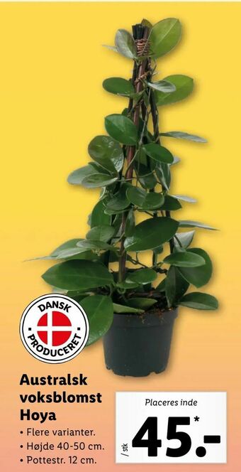Australsk voksblomst Hoya