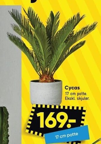 Bilka Cycas tilbud