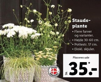 Lidl Staudeplante tilbud