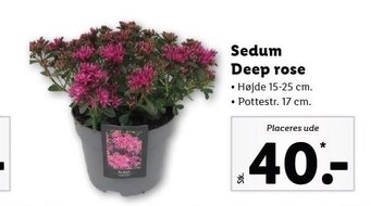 Lidl Sedum deep rose tilbud