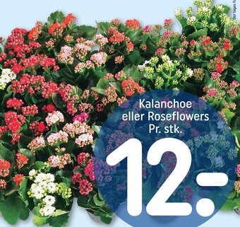 REMA 1000 Kalanchoe eller Roseflowers tilbud