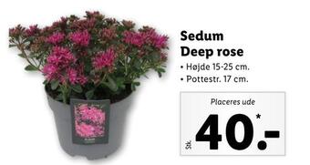 Lidl Sedum deep rose tilbud