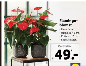 Lidl Flamingoblomst tilbud