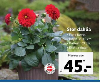 Stor dahlia