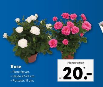 Lidl Rose tilbud