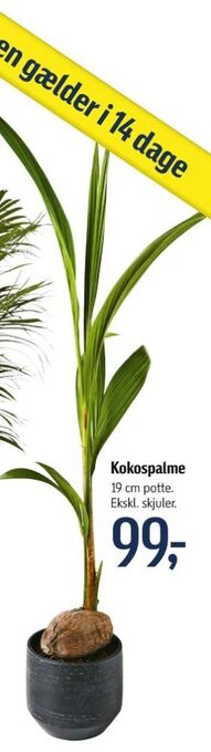 Føtex Ukendt planter tilbud