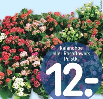 REMA 1000 Kalanchoe tilbud