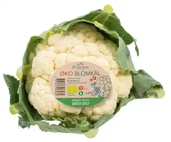 Øko. blomkål, 1 ct