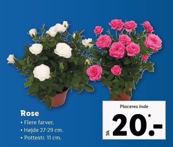 Lidl Rose tilbud