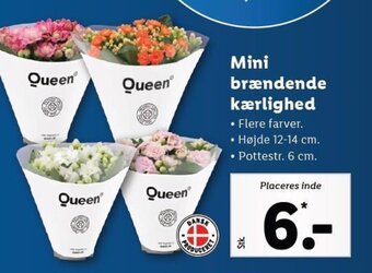 Lidl Mini brændende kærlighed tilbud