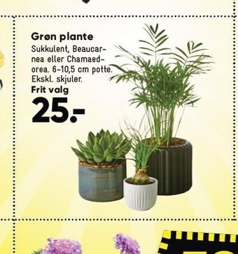 Bilka Grøn plante tilbud