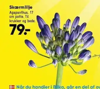 Skærmlilje