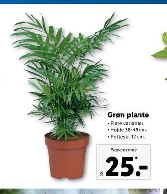 Lidl Grøn plante tilbud