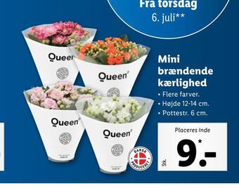 Mini brændende kærlighed