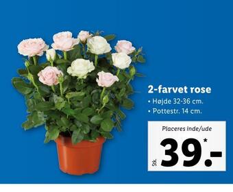 Lidl 2-farvet rose tilbud