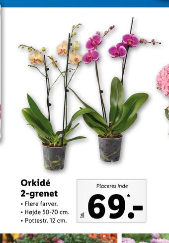 Lidl Orkidé 2-grenet tilbud