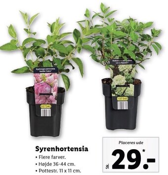 Lidl Syrenhortensia tilbud