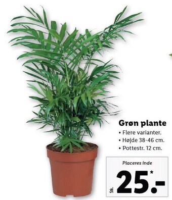 Lidl Grøn plante tilbud